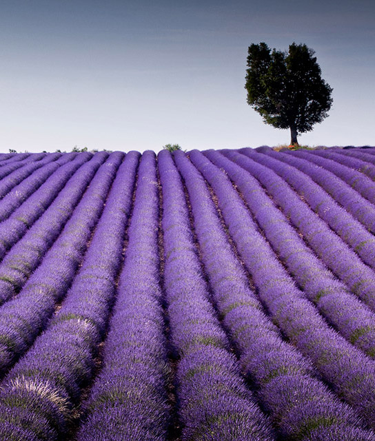Provence France Design Hotels™ Provence France Design Hotels™